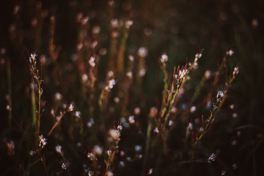 hairy bittercress weeds