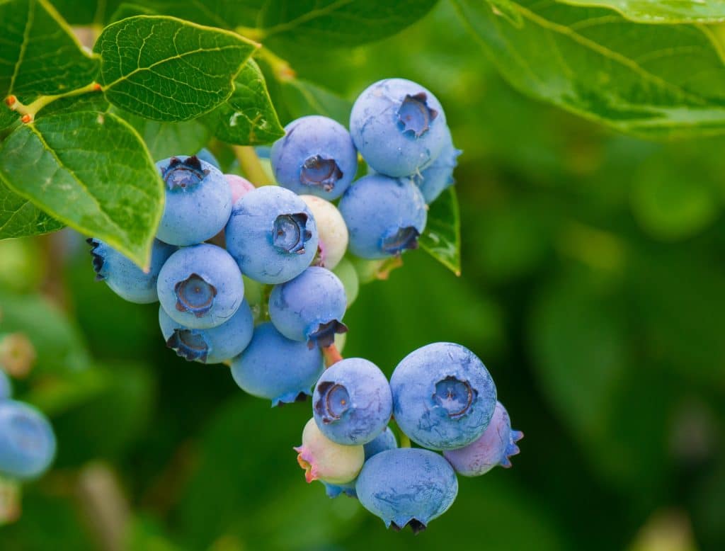 blueberry plants that provide many of the benefits of gardening