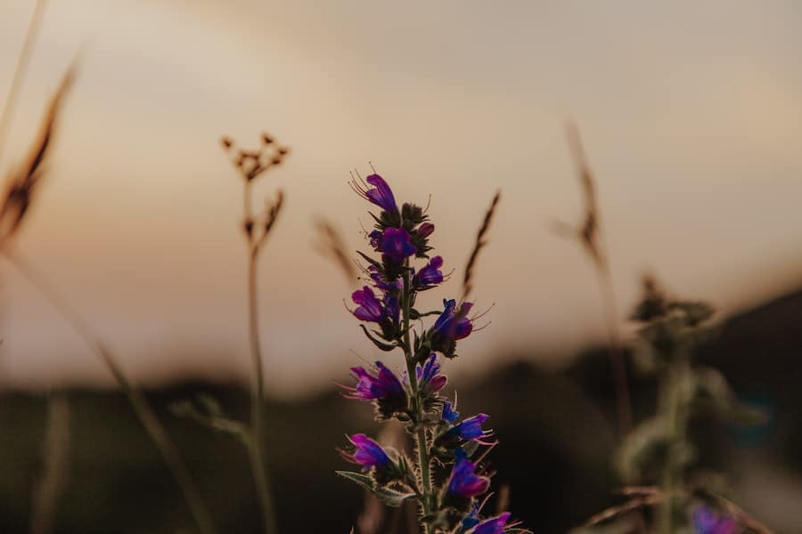 bugloss flowers blooming