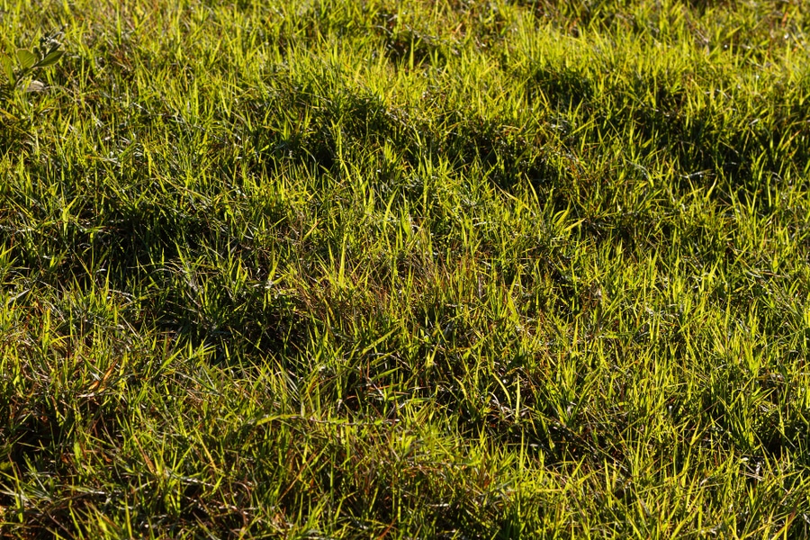cough grass garden weeds