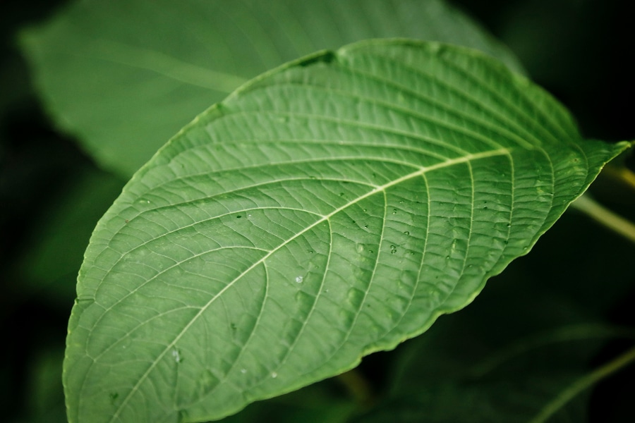 dock leaves