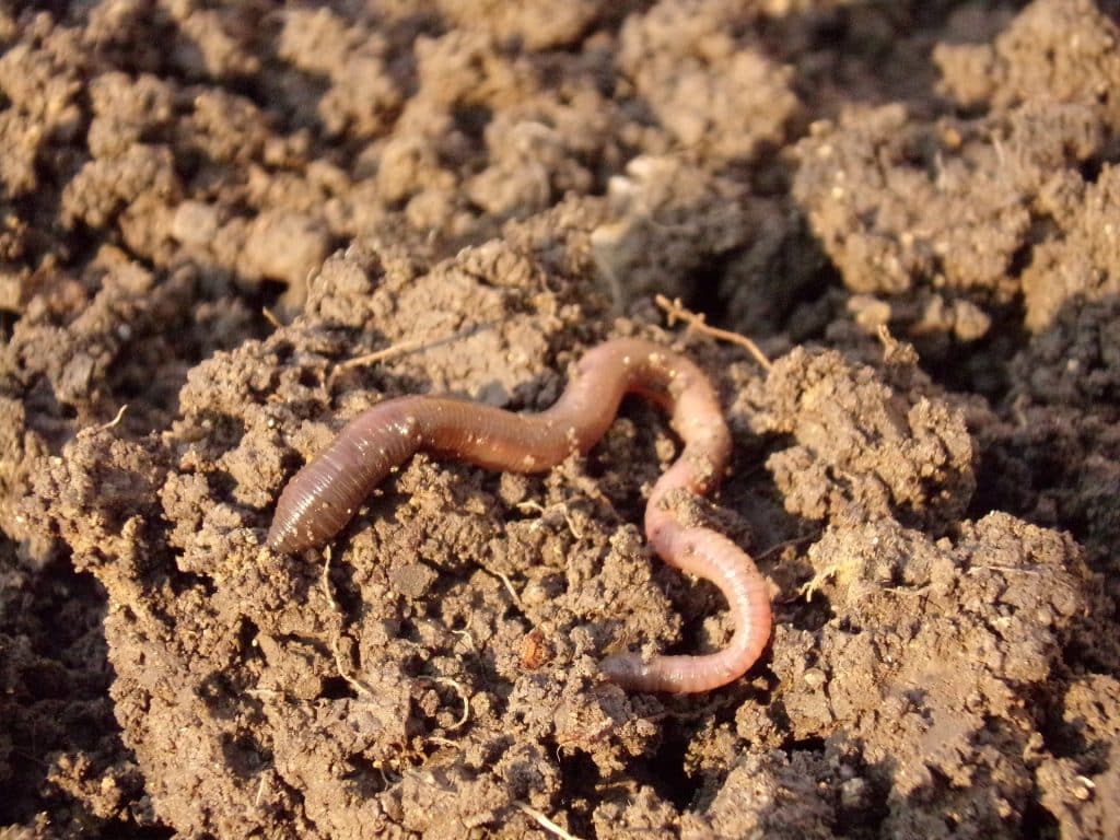 understanding soil for gardening skills