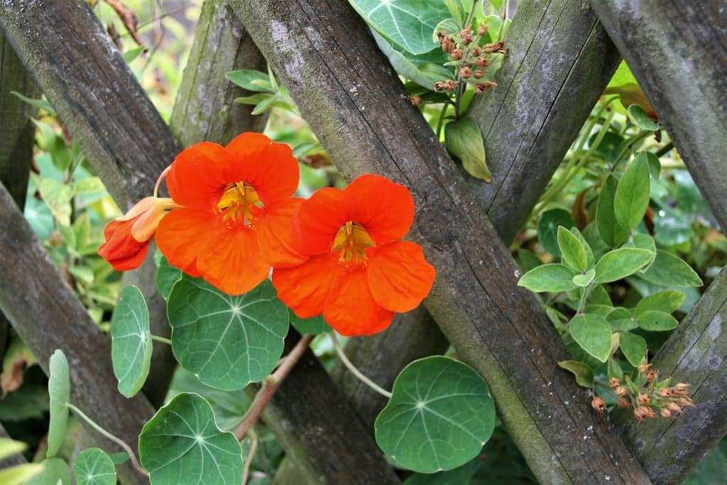 ornamental plants on garden fence