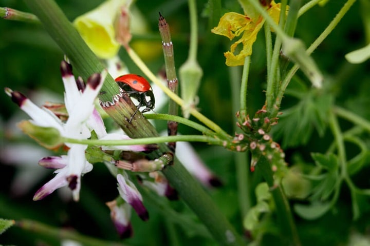 garden habitat woodland for bugs