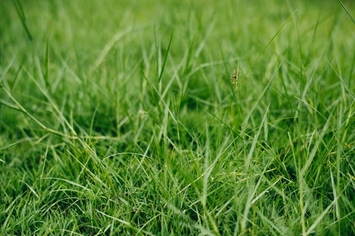neglect lawn in garden habitat