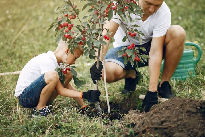 planting a woodland in a garden habitat