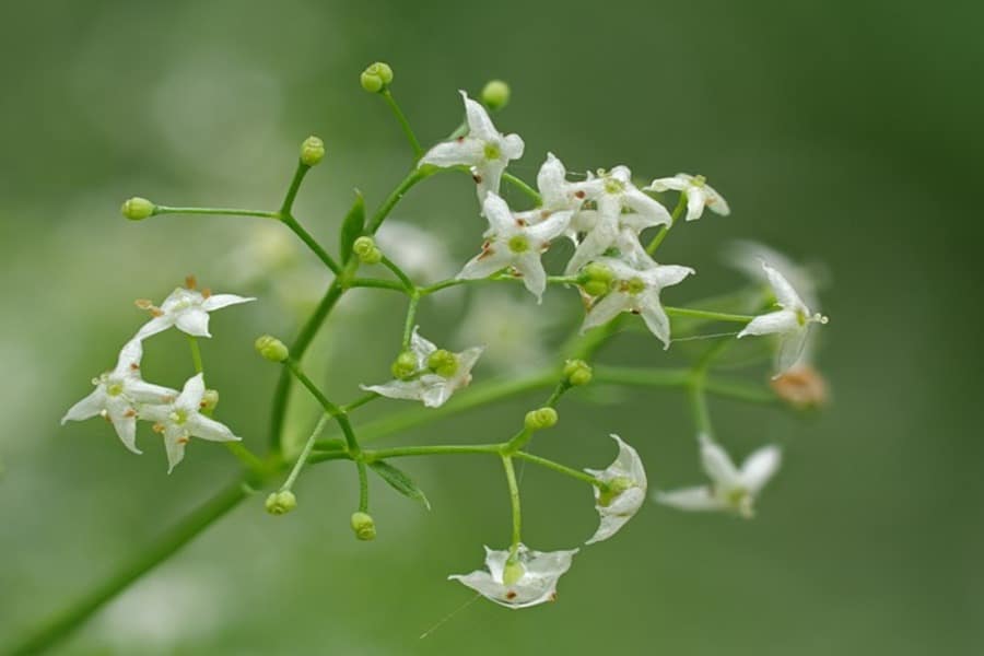 goosegrass flowers