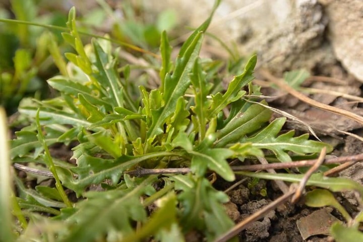 grow rocket wild