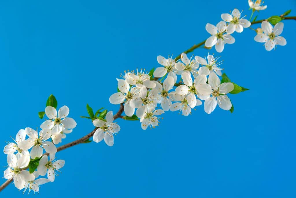 ornamental plants