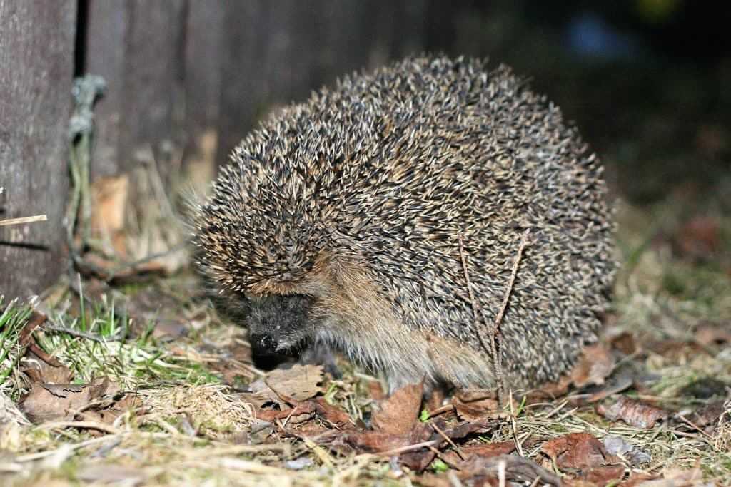 hedgehog g1d2cdcfcc 1920