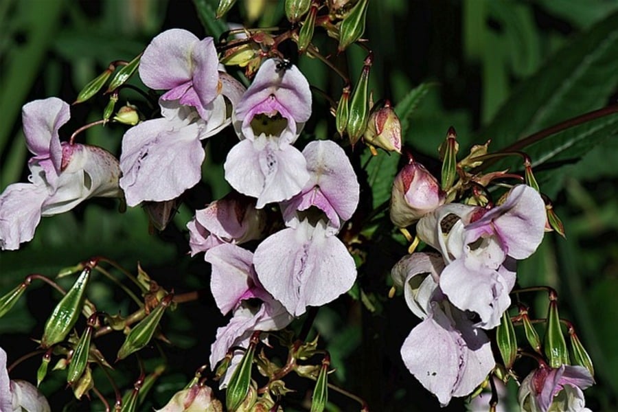 himalayan balsam flowers