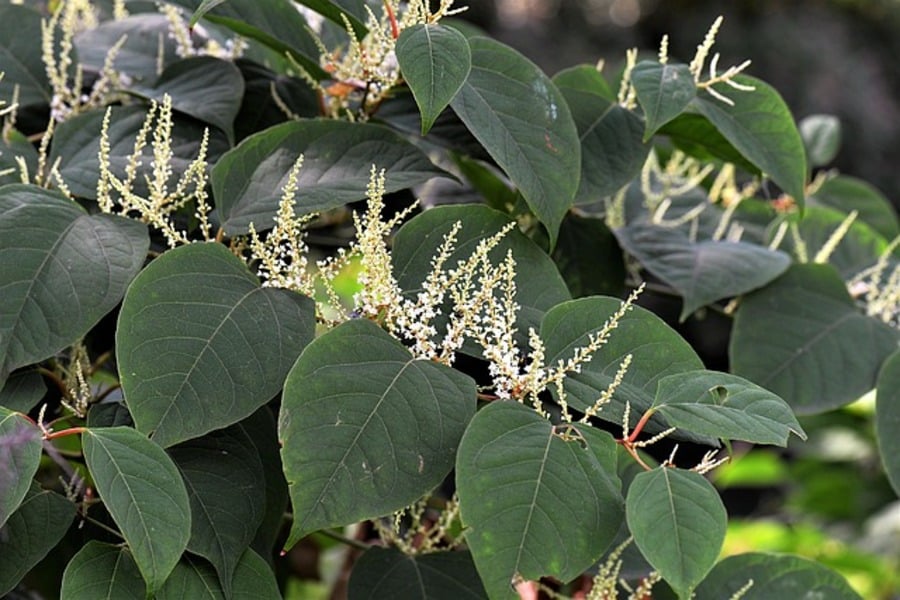 Japanese knotweed garden weeds