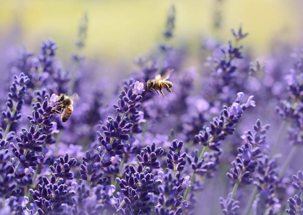 lavenders g563eeb46e 1920