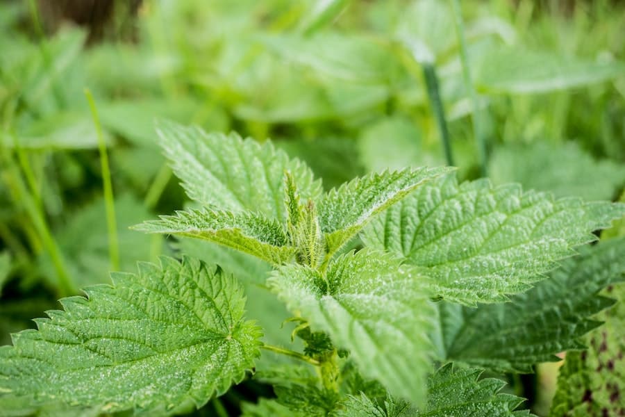 nettle leaves