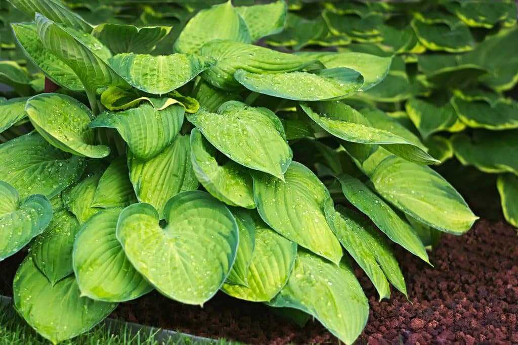 edible plants in a garden
