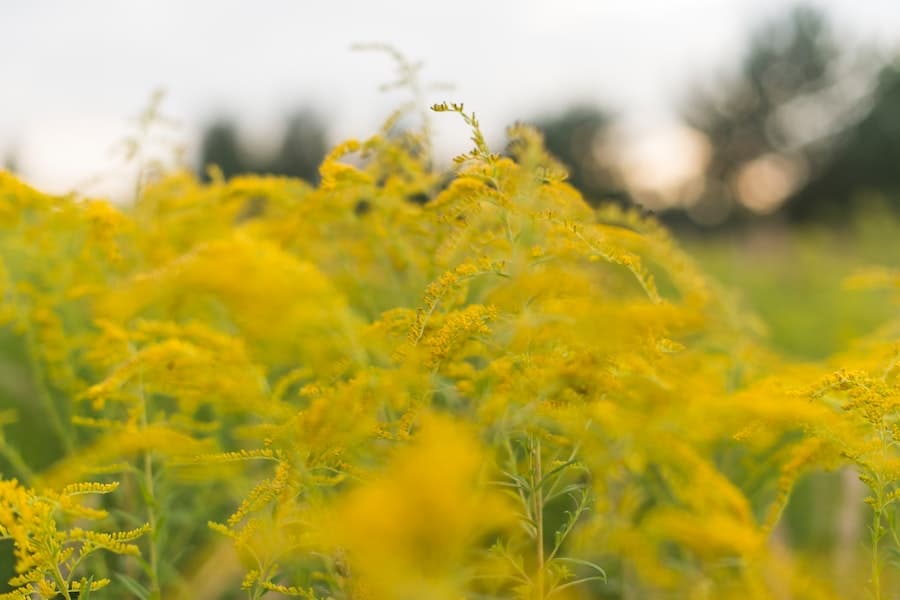 ragweed garden uk weeds