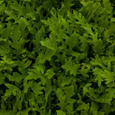 fresh rocket growing in a garden