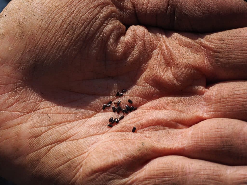 seeds g09a7a6ac6 1920
