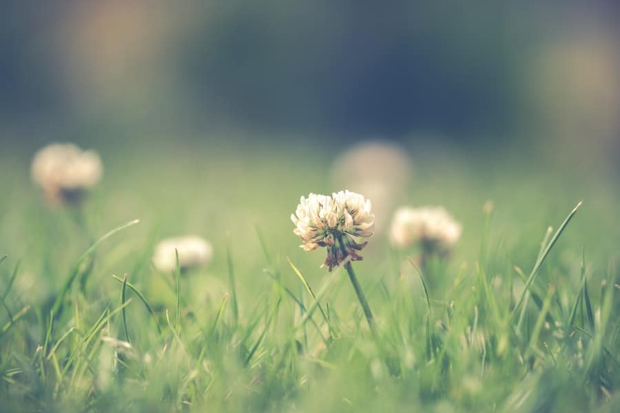 common garden weeds growing in lawn grass