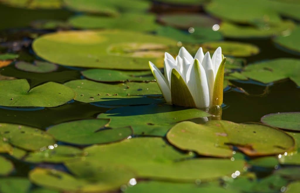 garden habitat ideas with a pond