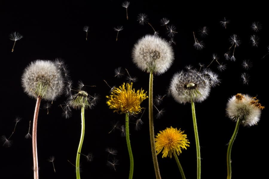 dandelion types of weeds