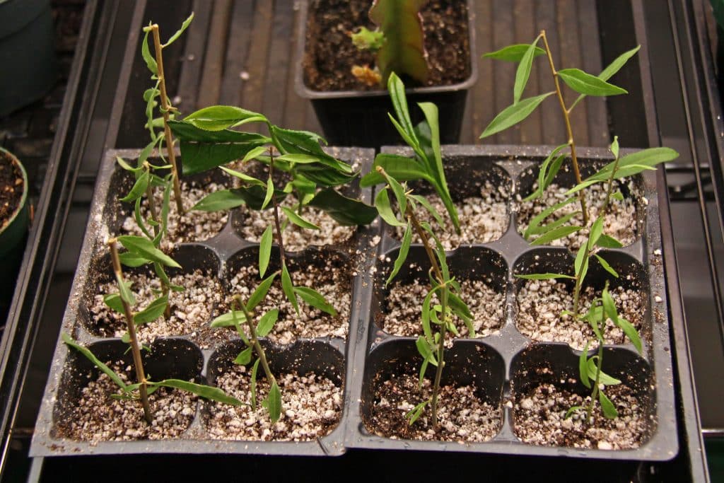 cuttings in homemade rooting hormone