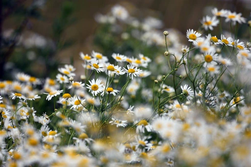 chamomile gfd9c47080 1280