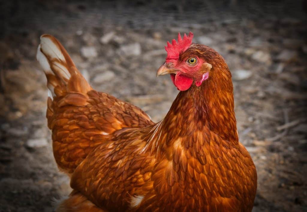 chickens in the garden