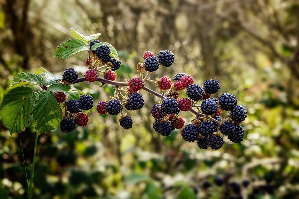 pruning blackberries blackberry brush