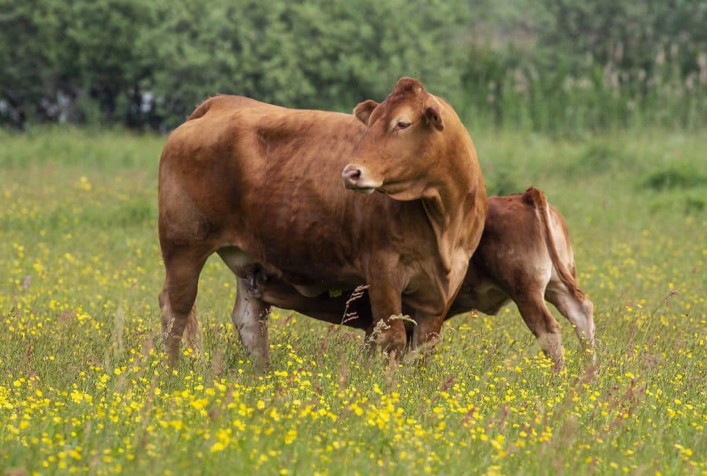 cows on an organic farm