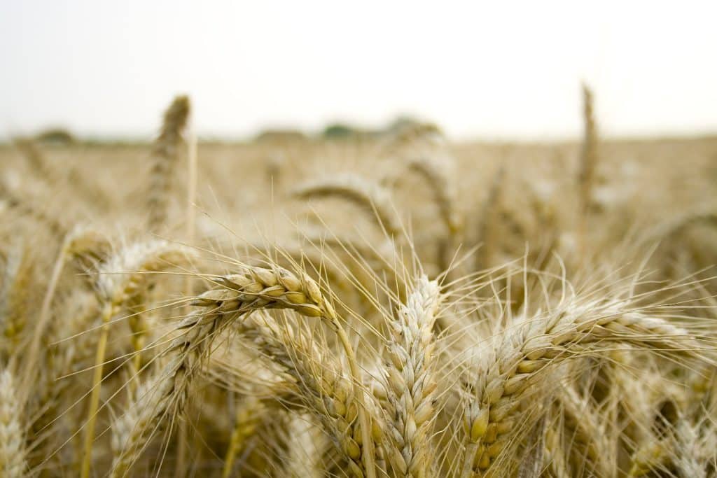 wheat grown through organic farming methods