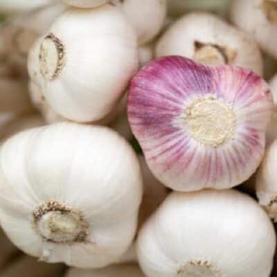 companion plants for garlic
