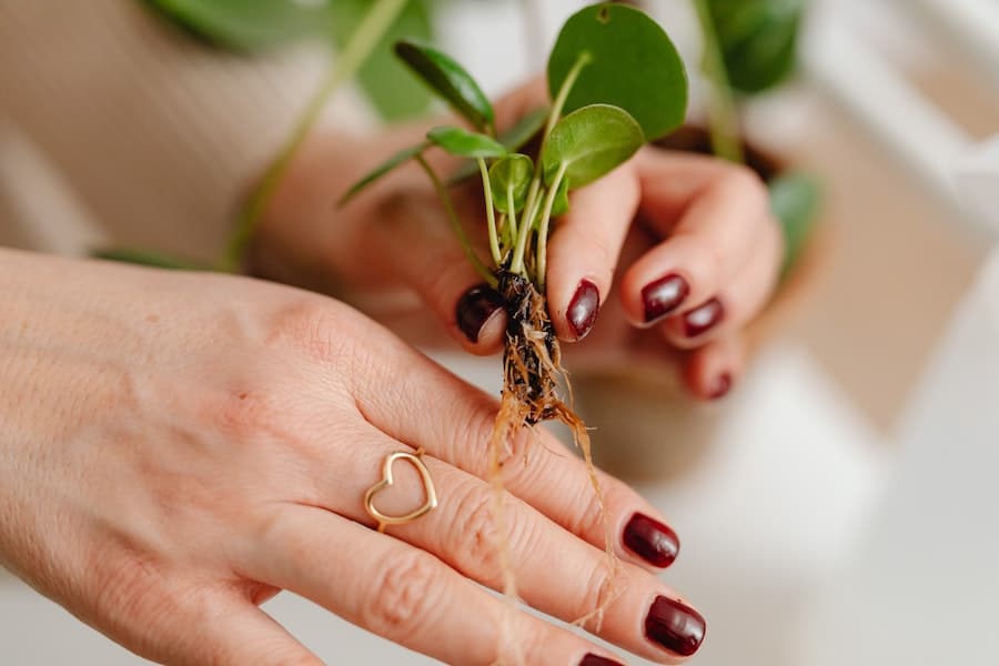 person holding plant roots