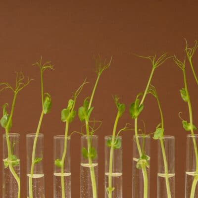 seedlings growing in homemade rooting hormone