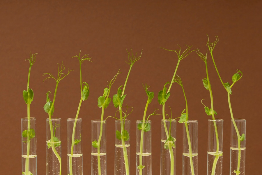 seedlings growing in homemade rooting hormone
