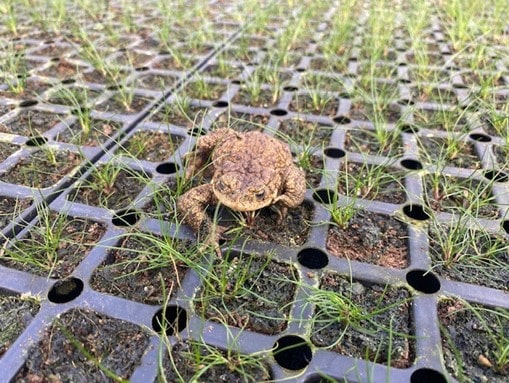 potted plants with frog