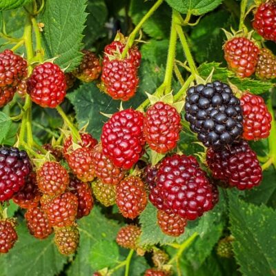 pruning blackberries