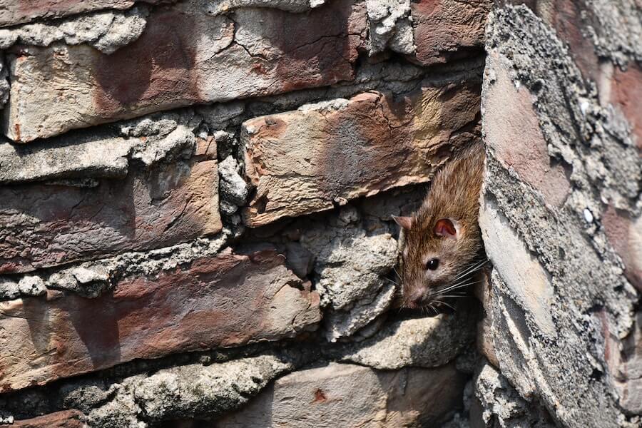 a rat coming out from between walls of a house after the owner has taken steps for how to keep rats out of gardens