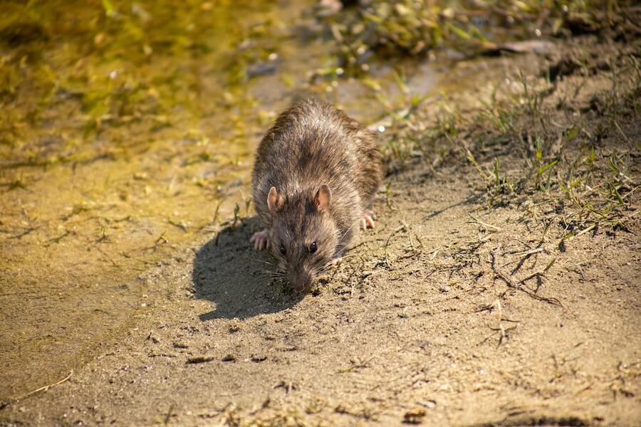 a rat outdoors in garden soil so learn how to keep rats out of garden