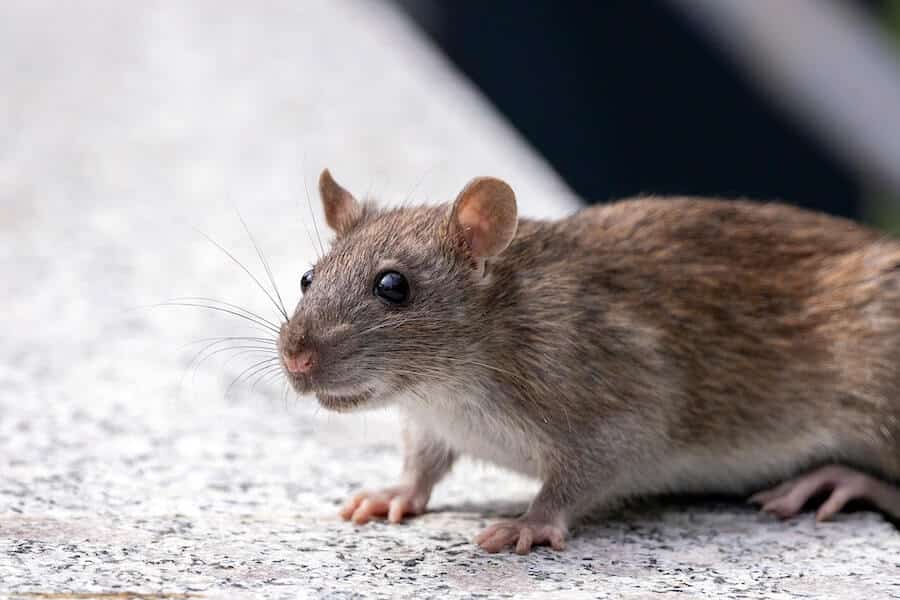 how to keep rats out of garden