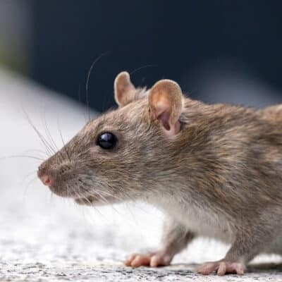 a rat outside in a garden
