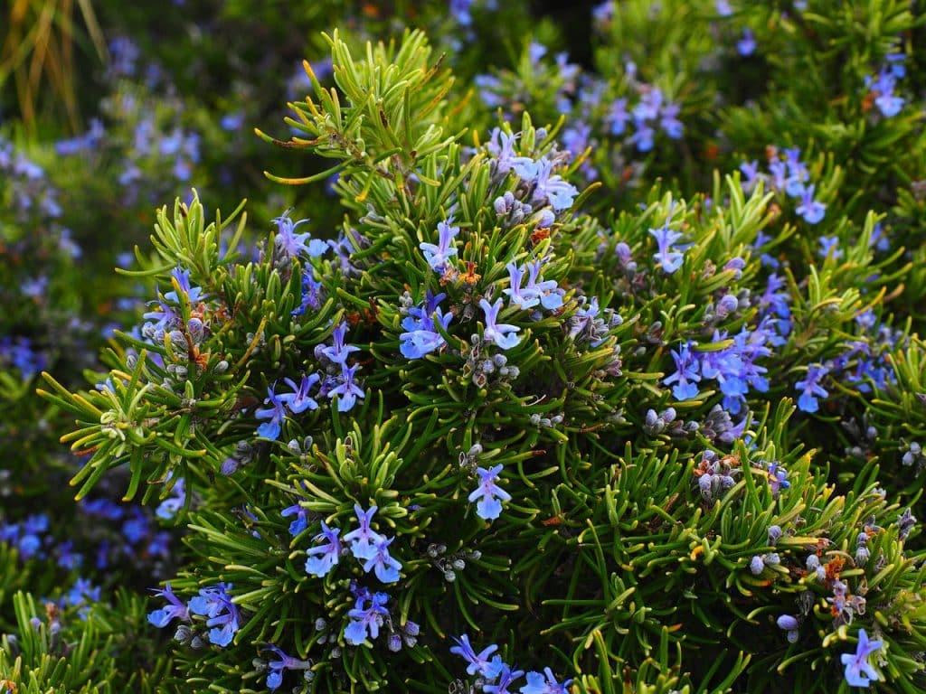mound layer herbs learn what this method is