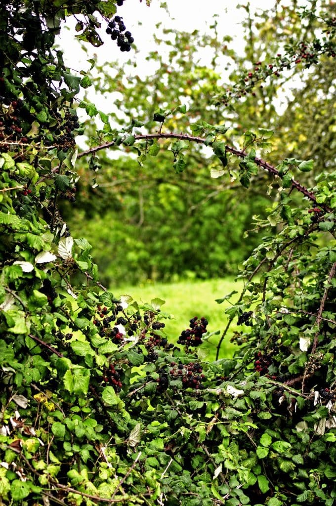 pruning blackberries blackberry tree