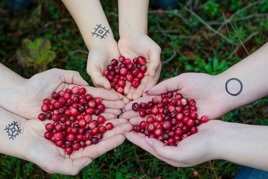 how to grow cranberries by hand