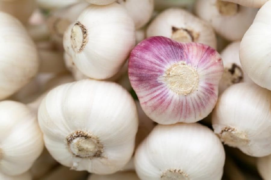 companion plants for garlic 
