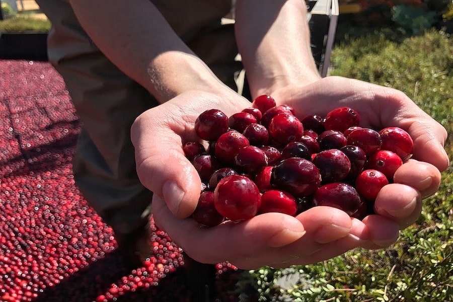 growing cranberries in the uk by hand