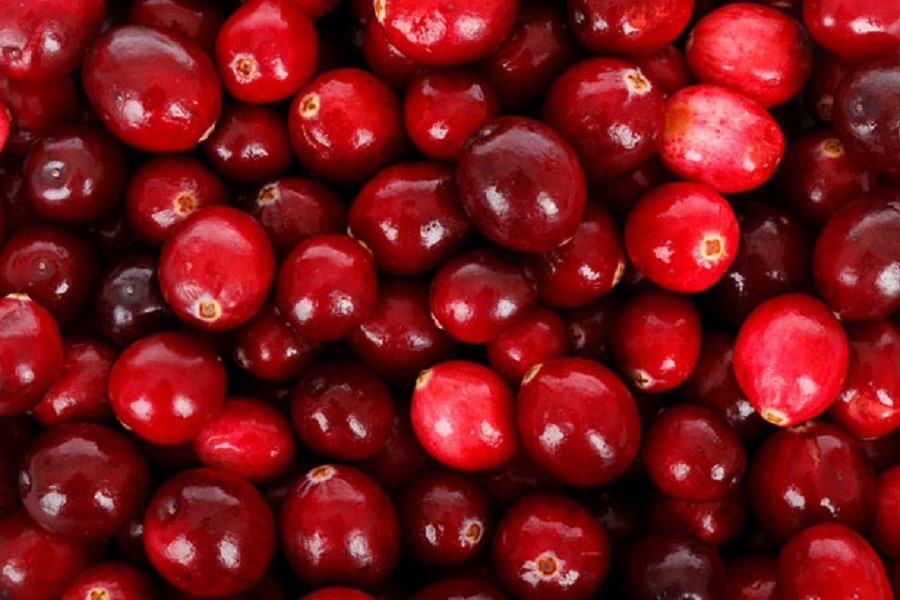 how to grow cranberries