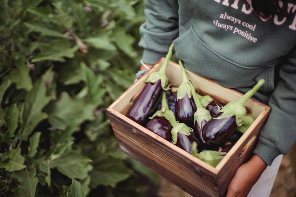 how to grow aubergines