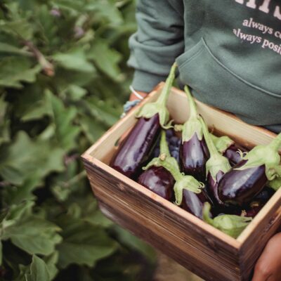 how to grow aubergines