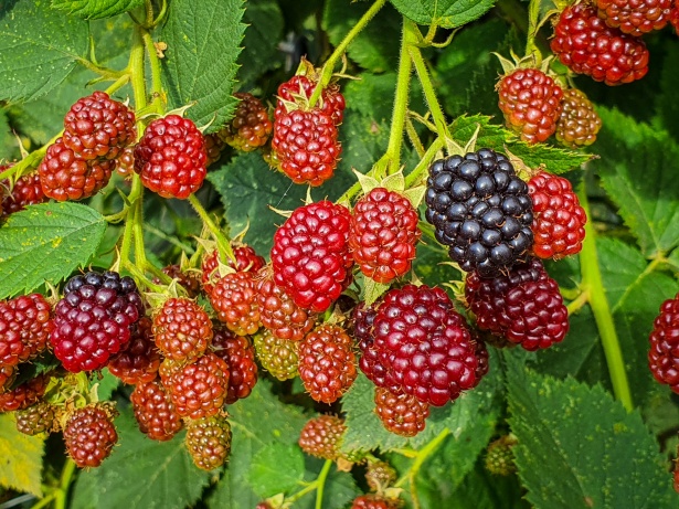 pruning blackberries